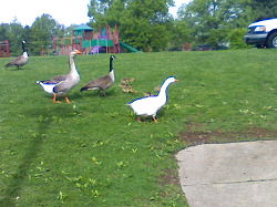 Ducks and Geese